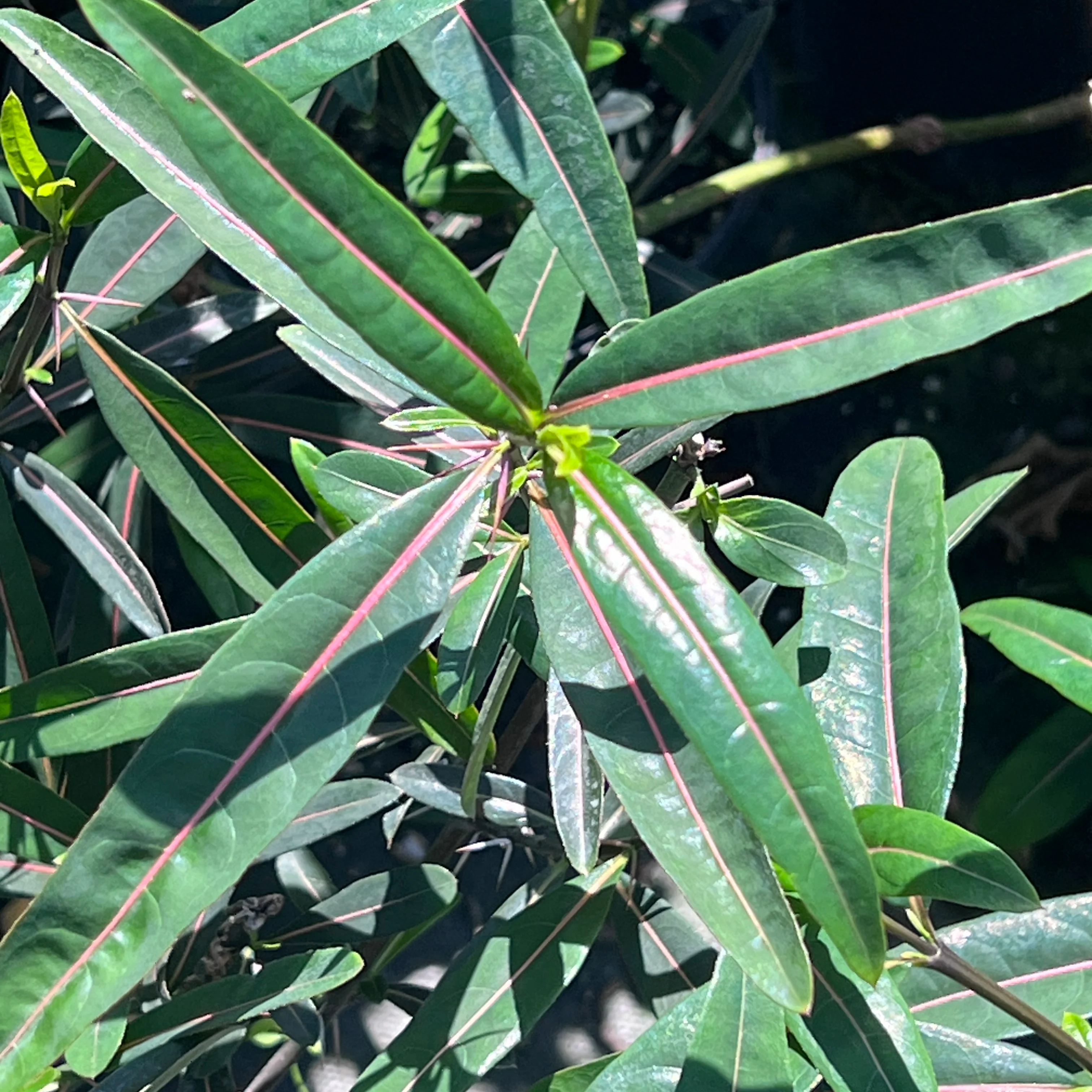 Barleria lupulina - Image 3