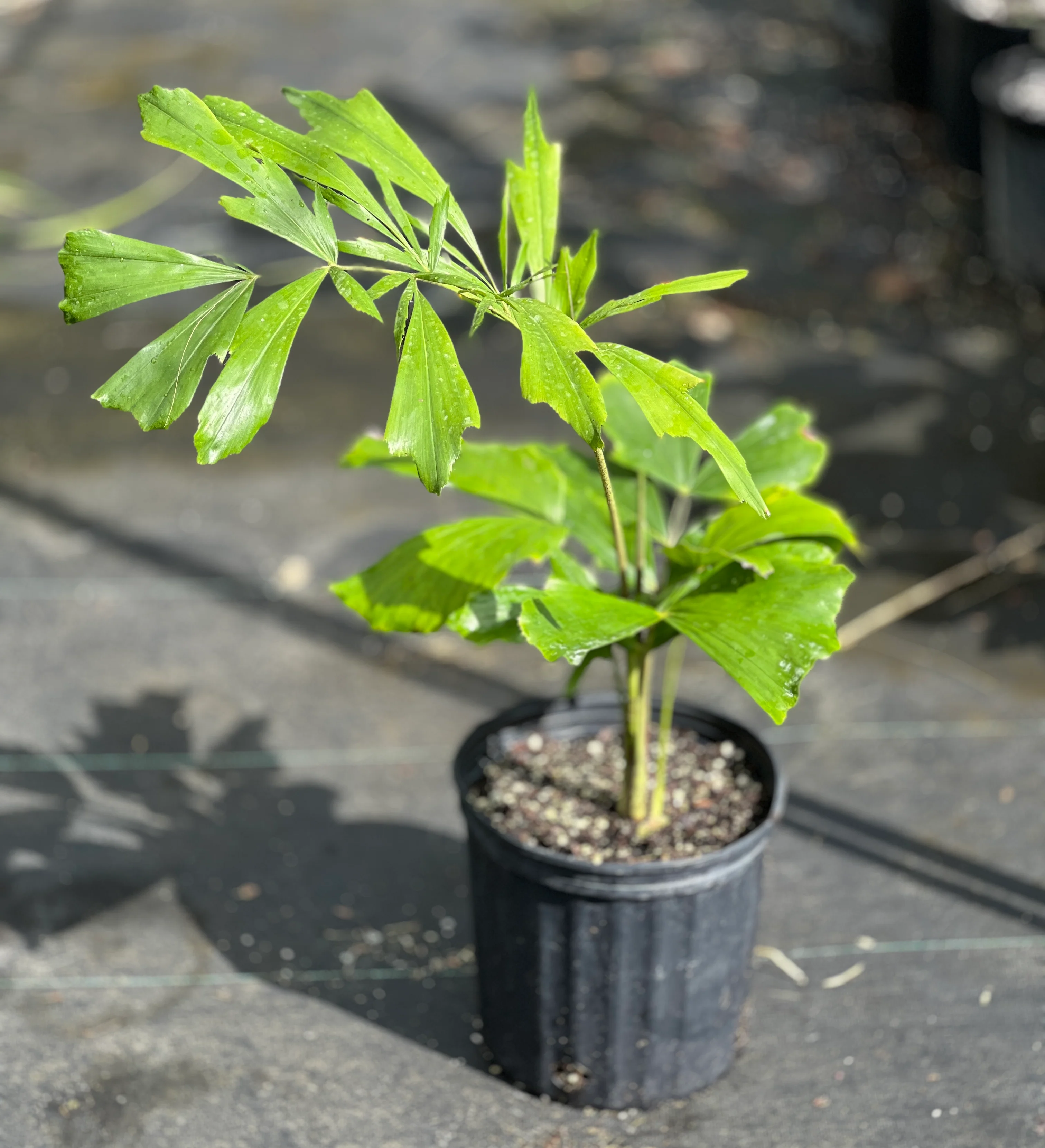 Caryota rumphiana - Image 3