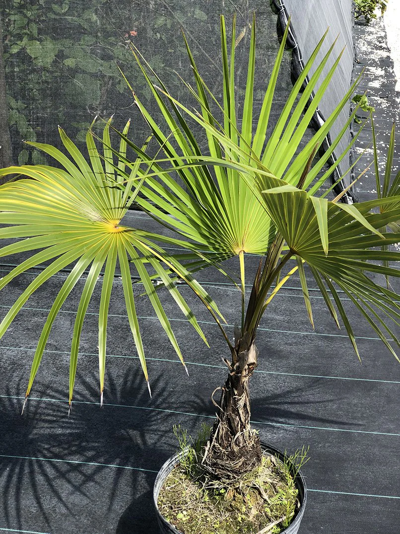 Coccothrinax inaguensis - Image 3