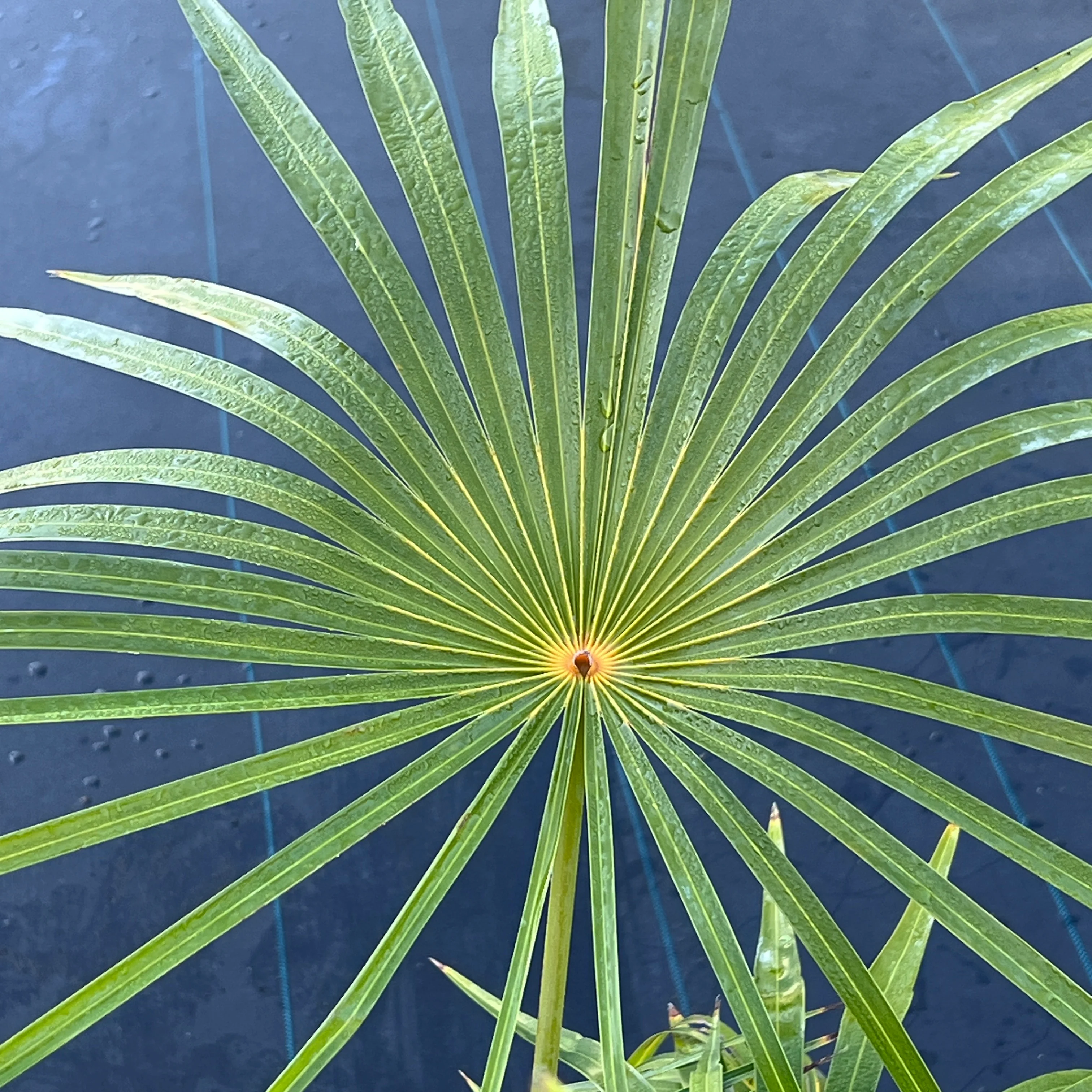 Coccothrinax inaguensis - Image 4