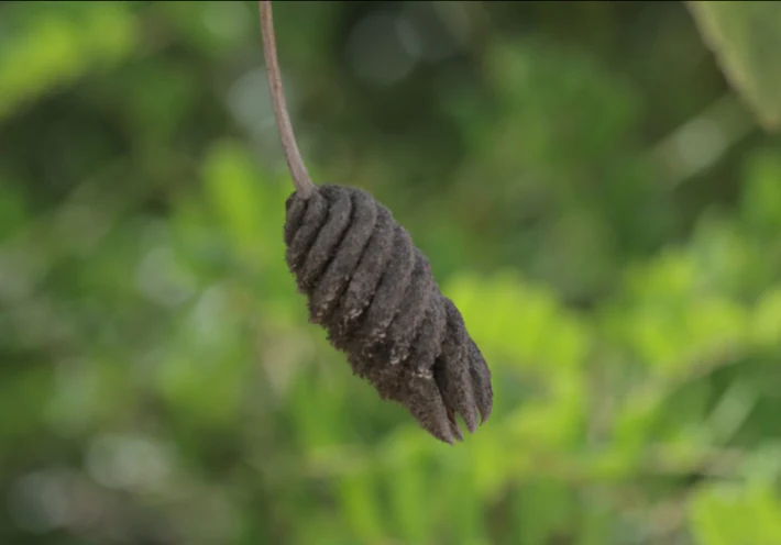 Helicteres jamaicensis - Image 4