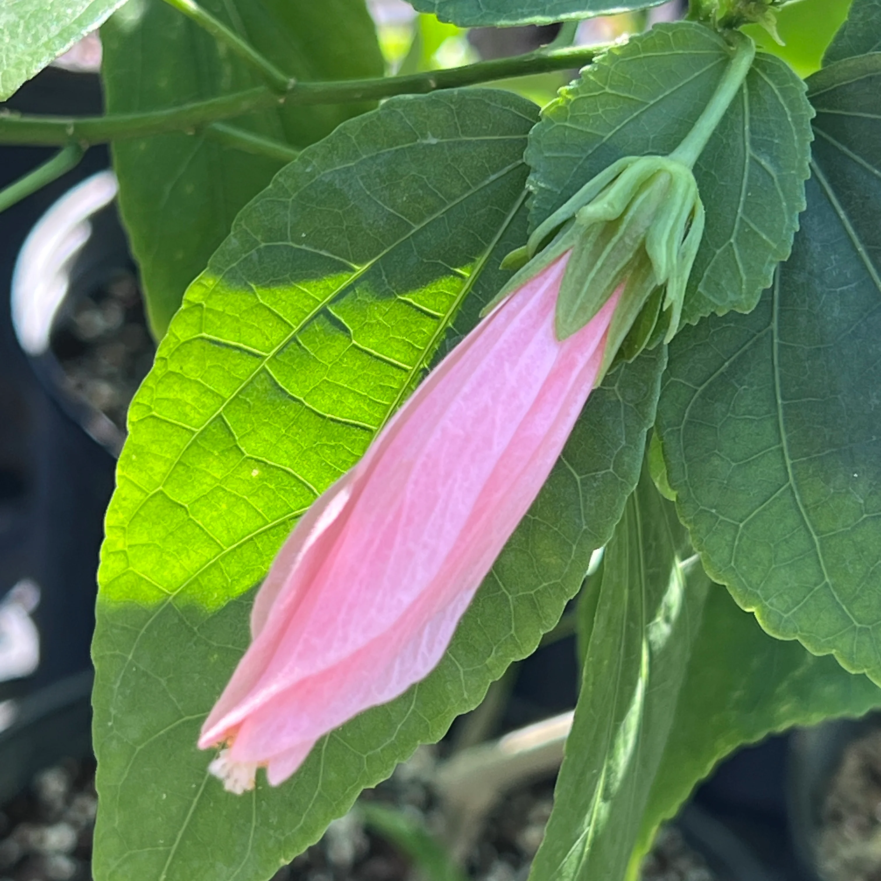 Malvaviscus penduliflorus 'Chilli Pink' - Image 3