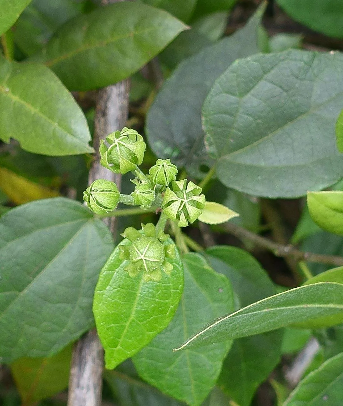 Pavonia paludicola - Image 3