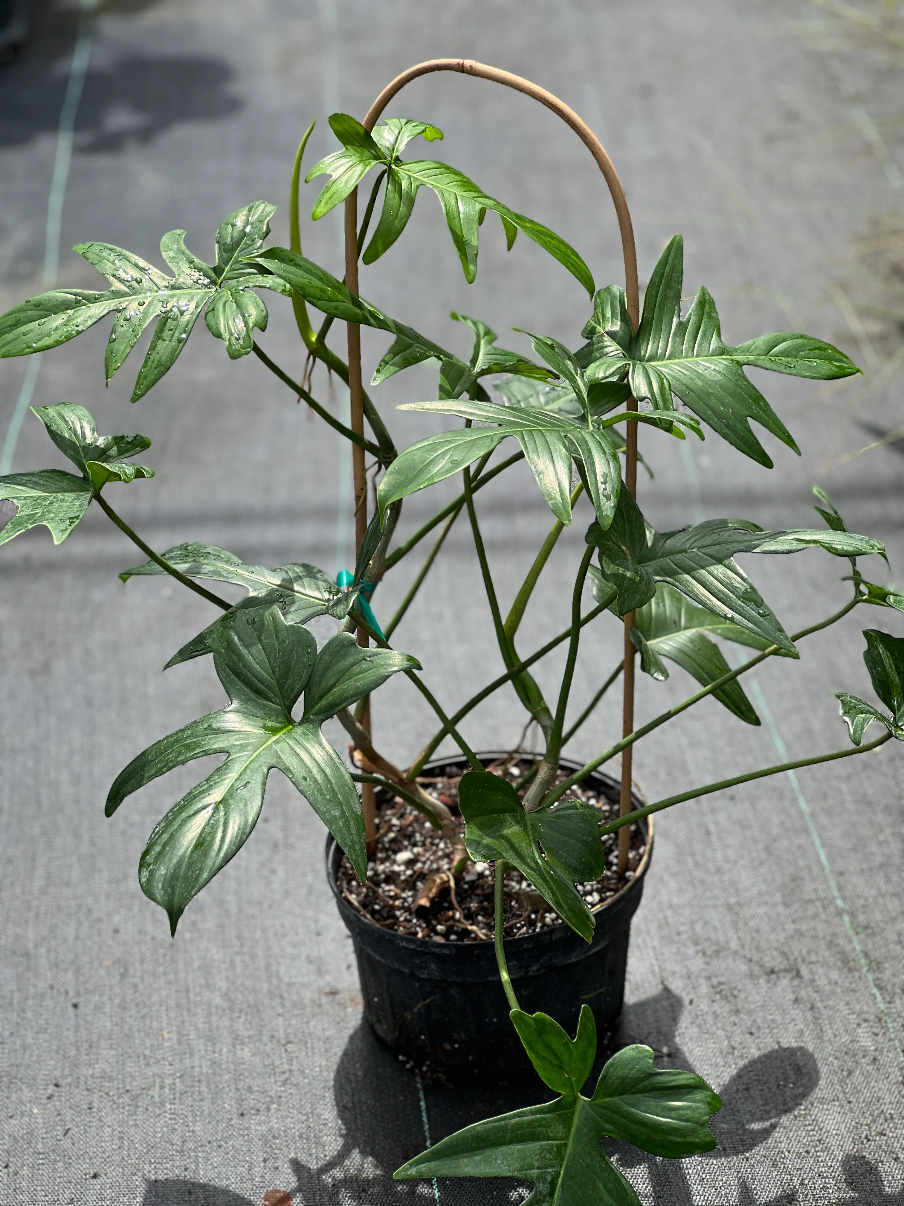 Philodendron pedatum - Image 3