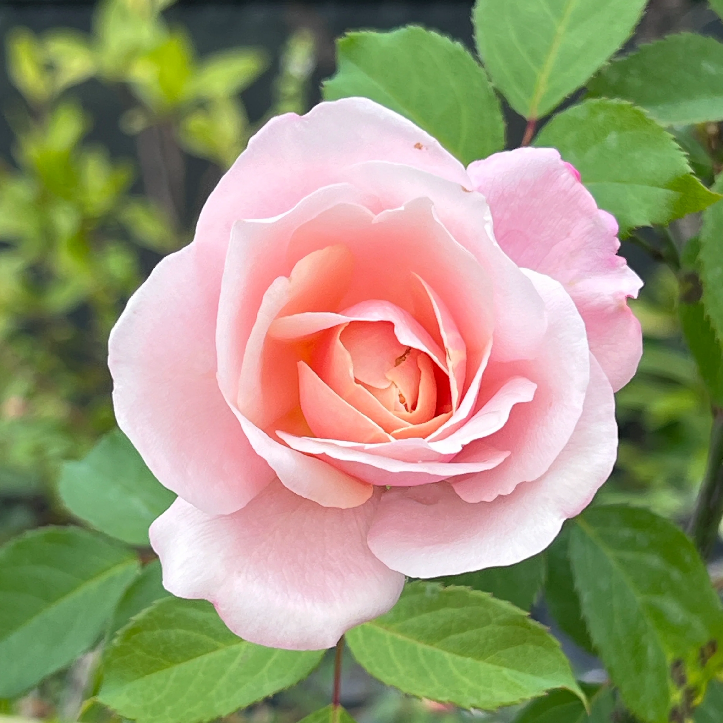 Flowering Trees & Shrubs