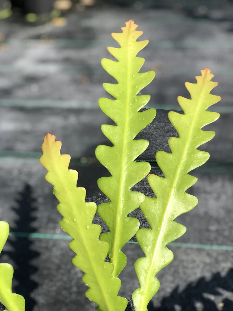 Weberocereus imitans - Image 3